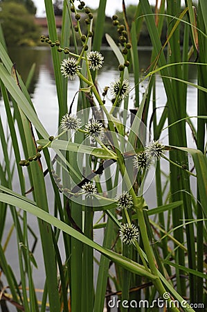 Branched Bur-reed Stock Photo