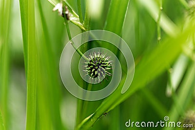 Branched bur reed, Sparganium erectum. Stock Photo