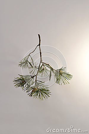 Branched pine branch with sparse needles and cones Stock Photo