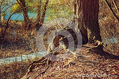 Branched pine roots on a slope Stock Photo