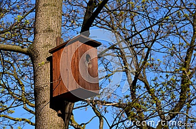 On a branched tree is a wooden birdhouse attached to a tree in the color of burnt brown flame camouflage. Starlings nest in this g Stock Photo