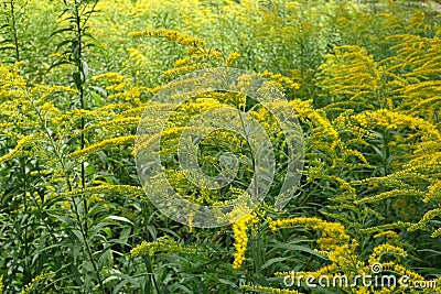 Branched yellow inflorescences of Solidago canadensis Stock Photo