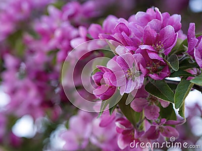 Branches of apple blossoming, pink flowers. Apple blossom panorama wallpaper background. Spring flowering garden fruit tree Stock Photo