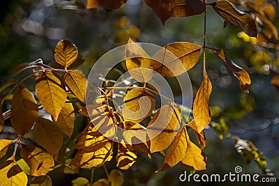 Branches with autumn red-yellow foliage with backlight on a blurred background with bokeh effect Stock Photo