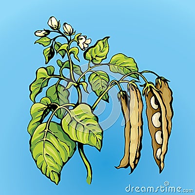 Branches beans. Vector drawing Vector Illustration