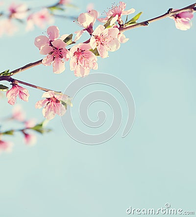 Branches with beautiful pink flowers Peach against the blue sky. Stock Photo