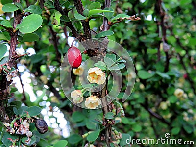 Ornamental shrub Berberis thunbergii close up Stock Photo