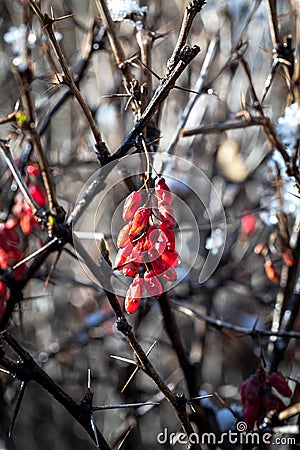 Branches of Berberis vulgaris in winter with red ripe berries. Stock Photo