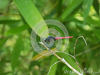 Dragon fly Stock Photo