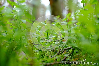 The branches of bilberry Stock Photo