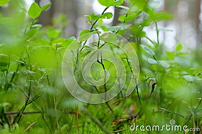 The branches of bilberry Stock Photo