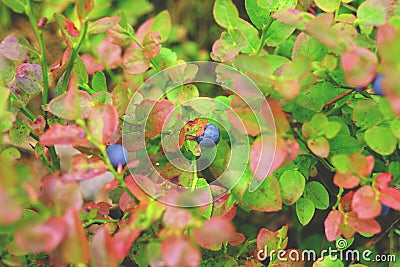 The branches of bilberry Stock Photo