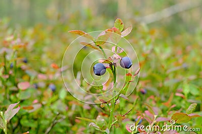 The branches of bilberry Stock Photo