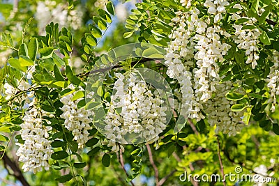 Branches of the black locust Robinia pseudoacacia Stock Photo