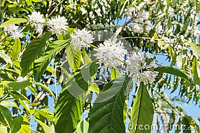 Branches of blooming coffee tree with white flowers, green leaves. Stock Photo