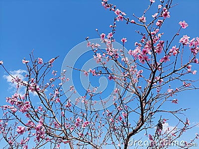 Branches of blossoming almonds with pink flowers Stock Photo