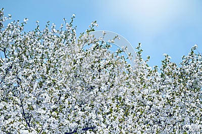 Branches of blossoming cherry Stock Photo