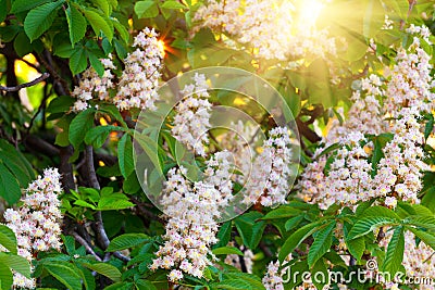 Branches of blossoming chestnut tree Stock Photo