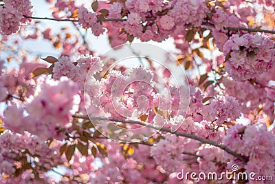 Branches of blossoming flowers, joyful spring background Stock Photo