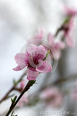 Branches of a blossoming peach against a cloudy sky Stock Photo