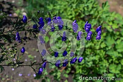 Branches of blue purple aconite flowers, monkshood, wolfsbane on a green bush, perennial in summer garden Stock Photo