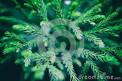 The branches of the blue spruce close-up. Stock Photo
