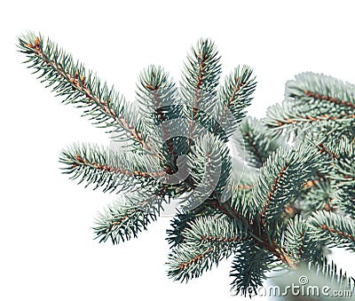 Blue spruce on white background isolate Stock Photo