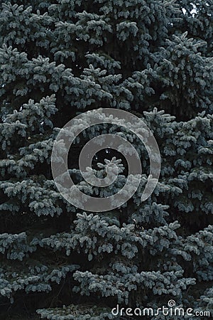 Branches blue spruce, nature background. Stock Photo