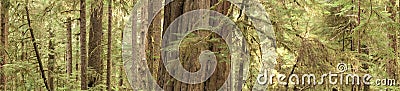 Panorama of arboreal softwood forest with trunks and needles Stock Photo