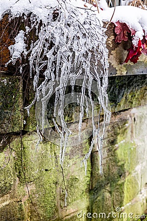 The branches of the bush are covered with ice after the rain in winter Stock Photo
