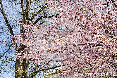 Branches of the cherry tree blooming in spring, Tammisaari, Finland Stock Photo