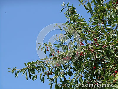 Branches of cherry tree with ripe red berries fruits, blue sky in background Stock Photo