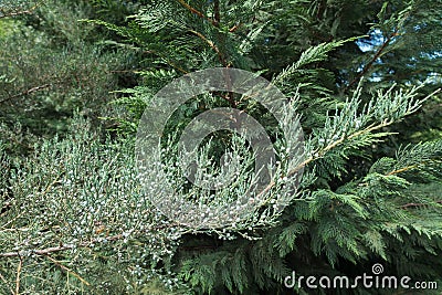 Branches of Chinese juniper and Lawson cypress Stock Photo
