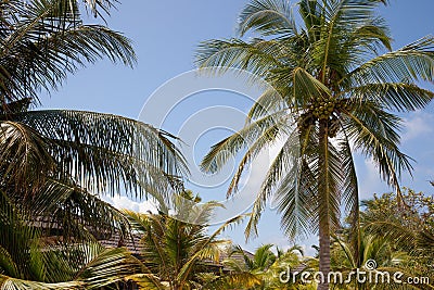 The branches of coconut palms against the blue sky Stock Photo