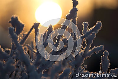 Branches covered by frost in the morning sun, warm light Stock Photo