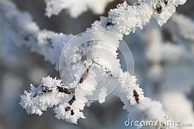 Branches are covered with white fluffy snow flakes in winter Park Stock Photo