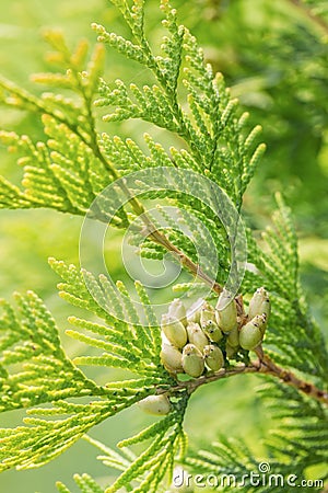 Branches of cypress tree Stock Photo