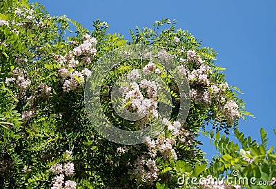 Branches of densely blossoming acacia Stock Photo