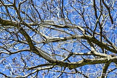 Branches of dried trees and blue sky background. A tree against a blue sky. Stock Photo