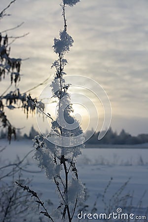 Branches of dry grass in the snow. Stock Photo