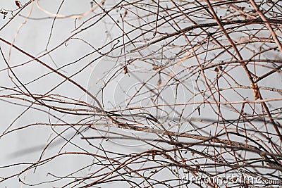 Branches of dry tree on the background of a gray rough cement wall. Stock Photo