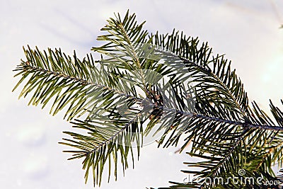 Branches of an evergreen coniferous tree, many small needles, Stock Photo