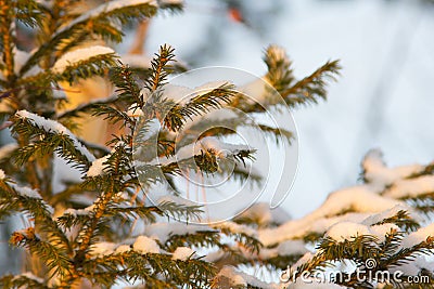 Branches of an evergreen coniferous tree, many small needles, Stock Photo