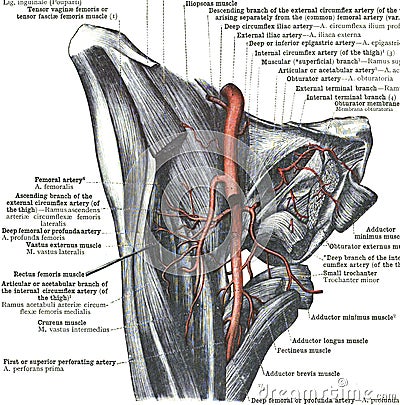 Branches of the femoral artery Stock Photo