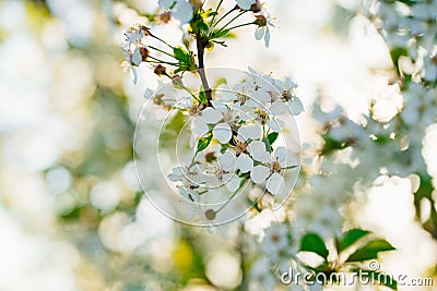 the branches of flowering cherry trees in the sunshine. Stock Photo