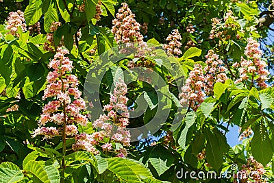Branches of flowering chestnut. White chestnut flowers photographed against the background of lush green leaves Stock Photo