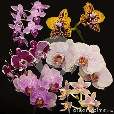 Orchid flowers Phalaenopsis Stock Photo