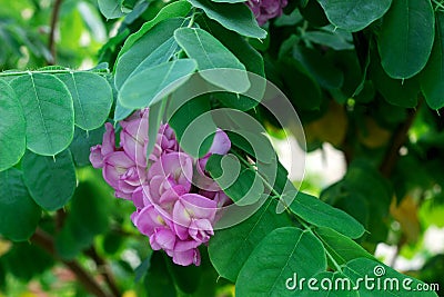 Branches of a flowering robinia tree with lilac flowers. Stock Photo