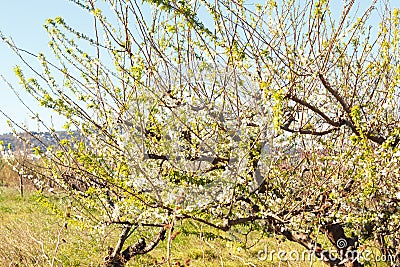 Branches of a flowering tree at the end of winter Stock Photo