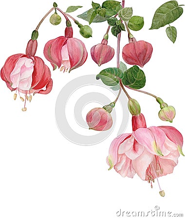 Branches with flowers and fuchsia buds. Watercolor. Decorative composition. Wallpaper. Use printed materials, signs, posters, Stock Photo